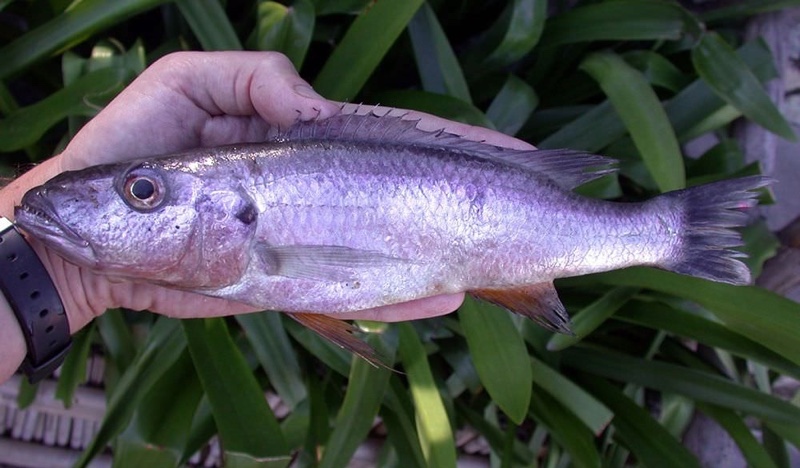 Rhamphochromis sp. 'nkhwazi' Kande Island